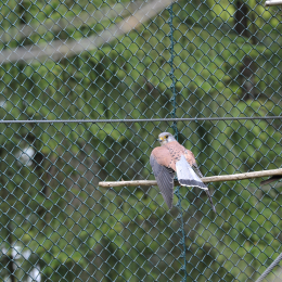 bayrischerwald_01052010_03