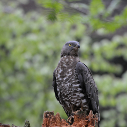 bayrischerwald_01052010_60