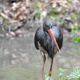 bayrischerwald_01052010_52