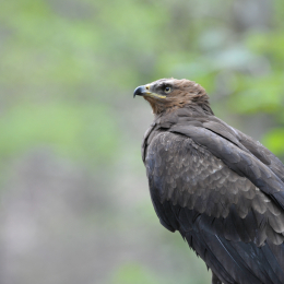 bayrischerwald_01052010_54