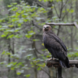 bayrischerwald_01052010_56