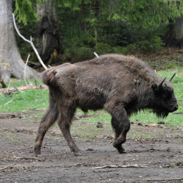 bayrischerwald_01052010_11