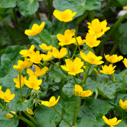 bayrischerwald_01052010_21