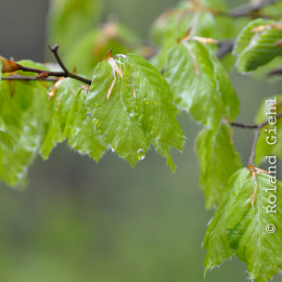bayrischerwald_01052010_13
