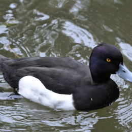 bayrischerwald_01052010_05