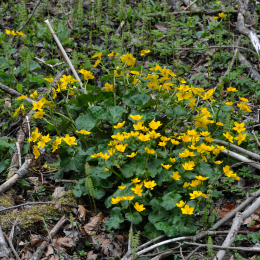 bayrischerwald_01052010_20