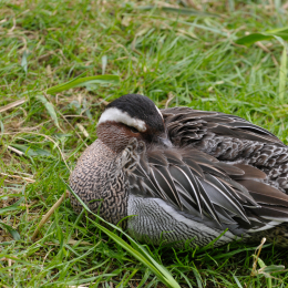 bayrischerwald_01052010_07
