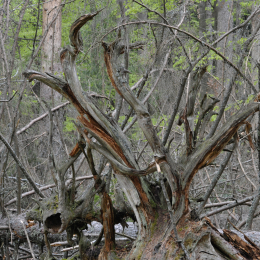 bayrischerwald_01052010_23