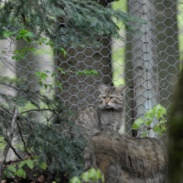 bayrischerwald_01052010_29
