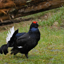 bayrischerwald_01052010_08