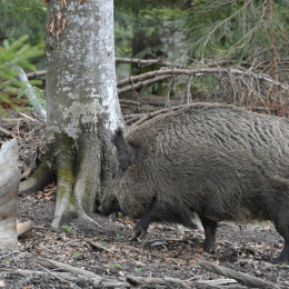 bayrischerwald_01052010_32