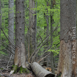 bayrischerwald_01052010_22