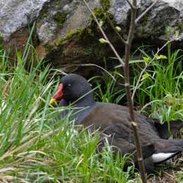 bayrischerwald_01052010_04