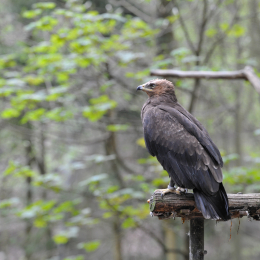 bayrischerwald_01052010_57