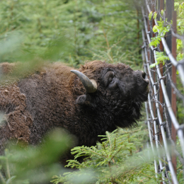 bayrischerwald_01052010_12