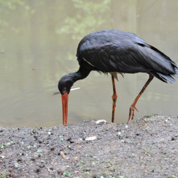 bayrischerwald_01052010_53