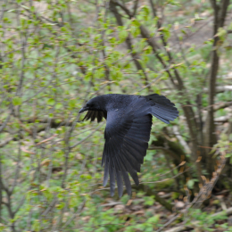 bayrischerwald_01052010_18