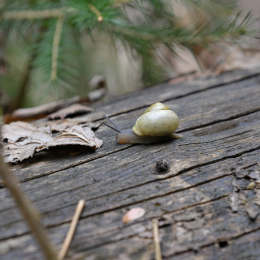 bayrischerwald_01052010_39