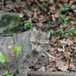 bayrischerwald_01052010_24
