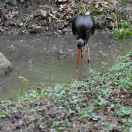 bayrischerwald_01052010_50