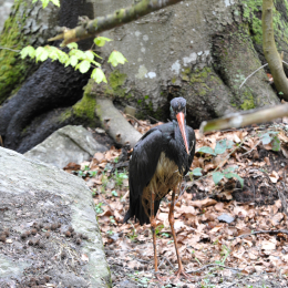 bayrischerwald_01052010_48