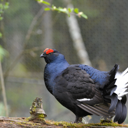 bayrischerwald_01052010_06