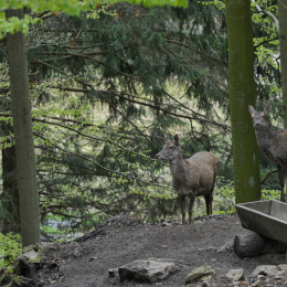 bayrischerwald_01052010_38