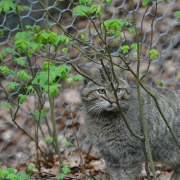 bayrischerwald_01052010_25