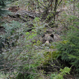 bayrischerwald_01052010_46