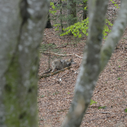 bayrischerwald_01052010_16