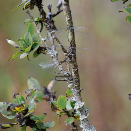 botanischer-garten-darmstadt_2010-09-18_19