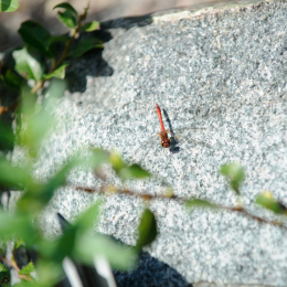 botanischer-garten-darmstadt_2010-09-18_25