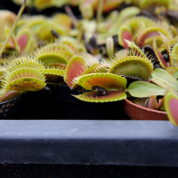 botanischer-garten-darmstadt_2010-09-18_11