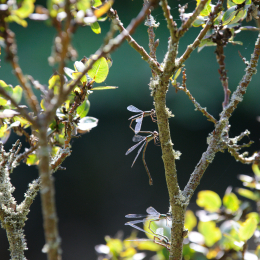 botanischer-garten-darmstadt_2010-09-18_22