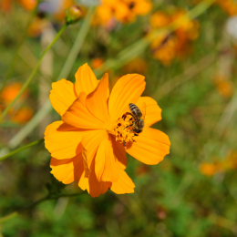botanischer-garten-darmstadt_2010-09-18_46
