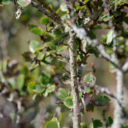 botanischer-garten-darmstadt_2010-09-18_20