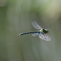 botanischer-garten-darmstadt_2010-09-18_28