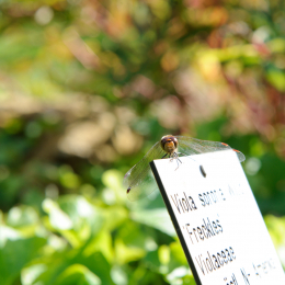 botanischer-garten-darmstadt_2010-09-18_42