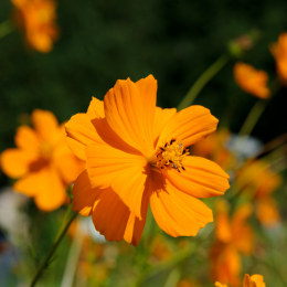 botanischer-garten-darmstadt_2010-09-18_44