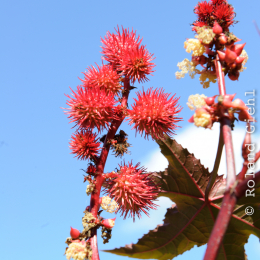 botanischer-garten-darmstadt_2010-09-18_43