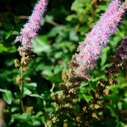 botanischer-garten-darmstadt_2010-09-18_39
