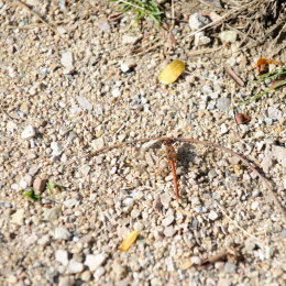 botanischer-garten-darmstadt_2010-09-18_24