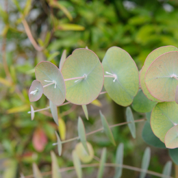 botanischer-garten-darmstadt_2010-09-18_09