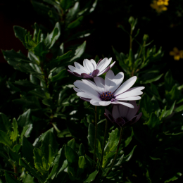 botanischer-garten-darmstadt_2010-09-18_03