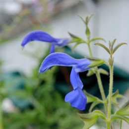 botanischer-garten-darmstadt_2010-09-18_08
