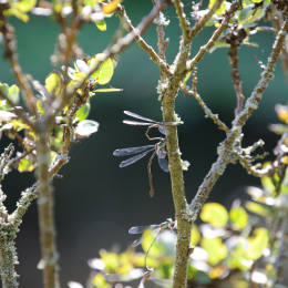 botanischer-garten-darmstadt_2010-09-18_23