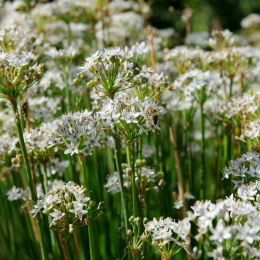 botanischer-garten-darmstadt_2010-09-18_30