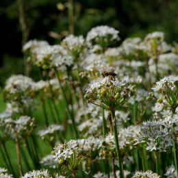 botanischer-garten-darmstadt_2010-09-18_31