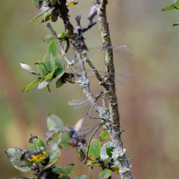 botanischer-garten-darmstadt_2010-09-18_18