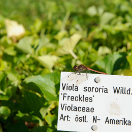 botanischer-garten-darmstadt_2010-09-18_40